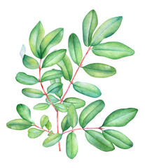 Collection of watercolor lively branch with green leaves