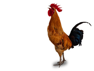 Beautiful rooster isolated on white background © Raza