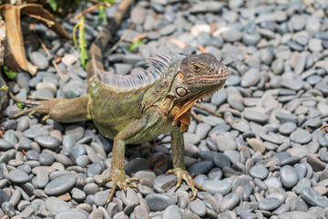 The green iguana (Iguana iguana)