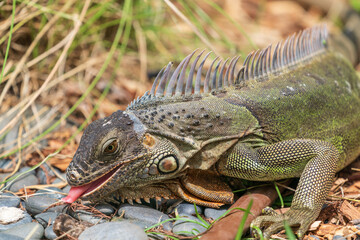 The green iguana (Iguana iguana)