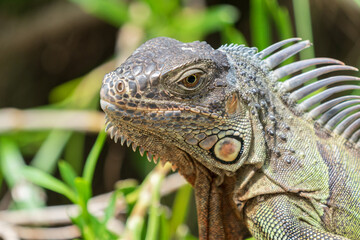 Fototapeta premium The green iguana (Iguana iguana)