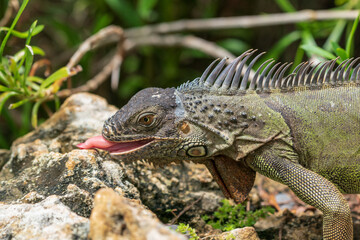 The green iguana (Iguana iguana)