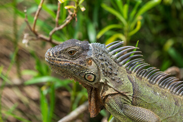 The green iguana (Iguana iguana)