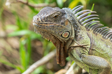 The green iguana (Iguana iguana)