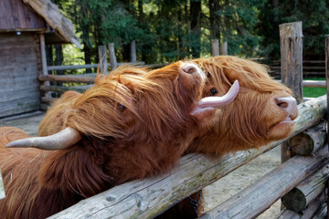 alpine cows reach out with their tongues for food in the biopark, cows reach out with their tongues...