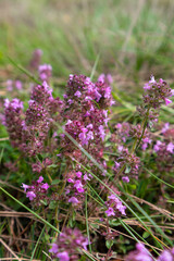 Thymus serpyllum, common name Breckland wild thyme