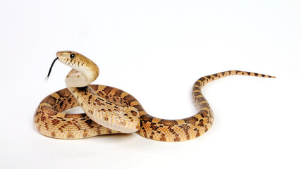 Mexican Bull Snake, Mexican Pine Snake // Mexikanische Bullennatter (Pituophis deppei jani)