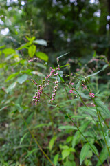 Persicaria minor. Common names include pygmy smartweed, small water pepper and swamp willow weed