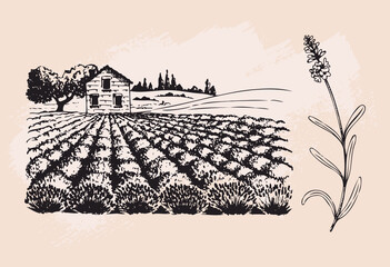 Vector illustration in sketch style. Lavender field and lavender sprig. Design element.