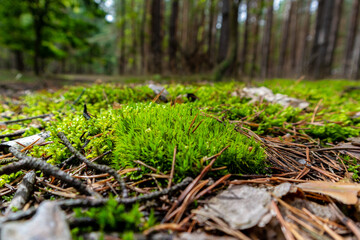 forest undergrowth with moss