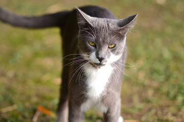 Obraz premium gray cat on the grass