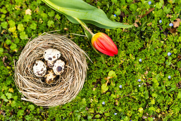 Scena con un nido di erba secca pieno di uova di quaglia e un tulipano rosso posati sull'erba in...