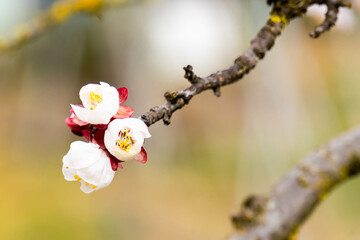 Un ramo con tre fiori bianchi di melo che stanno per sbocciare. Primavera. Natura. Rinnovo. Fuori. Marzo. - obrazy, fototapety, plakaty