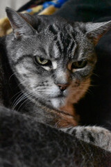 Fototapeta premium Fefille