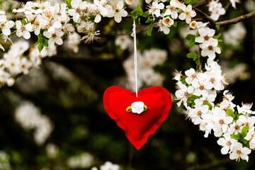 Scena con un cuoricino rosso di stoffa appeso ai rami fioriti di un albero in primavera a Marzo....