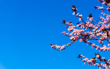 Scena con dei rami fioriti con fiori rosa su sfondo azzurro  con il cielo azzurro con spazio per scrivere. Natura. Primavera. Marzo. 