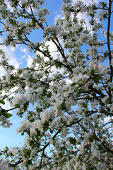 Spring apple tree blossom
