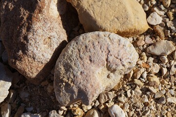Petrified Ammonite shell, fossil from prehistoric time