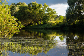 Fototapeta premium Colorful river landscape on a summer day, river bank overgrown with algae