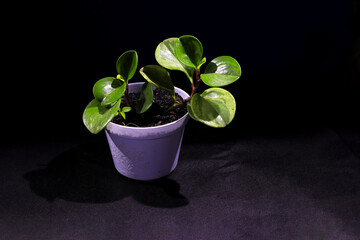 Peperomia Obtusifolia or peperomia Green (Baby Rubber Plant) on white pot isolated on black background