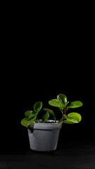 Peperomia Obtusifolia or peperomia Green (Baby Rubber Plant) on white pot isolated on black background