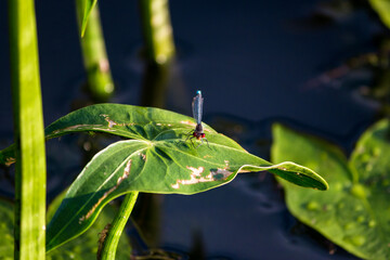 Dragonfly sitting on a green leaf of a plant arrowhead (Sagittaria) growing on the shore of a reservoir