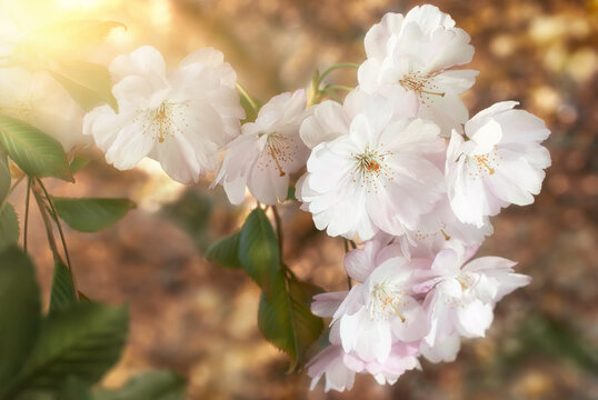 Closeup of beautiful cherry blossoms with blurred background and warm sunshine. Stylized colors emphasize the softness of the flowers