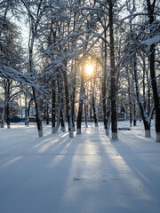 The rays of the Sun shining through the trees of a quiet snow-covered park in the village on a frosty winter evening. Place for your work.