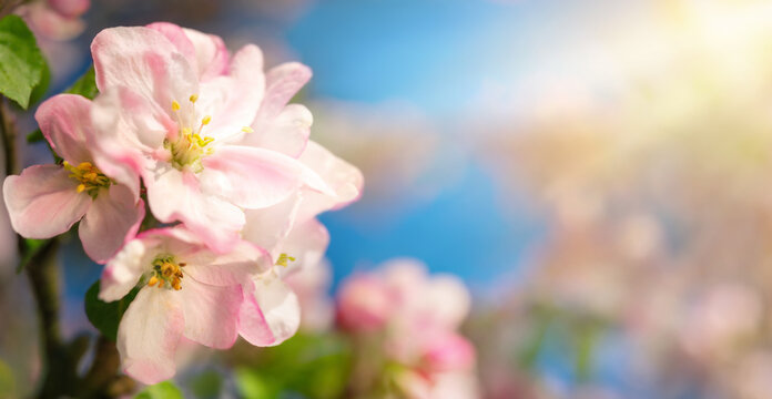 Closeup of pink cherry blossoms on a branch in beautiful warm sunlight with blurred background