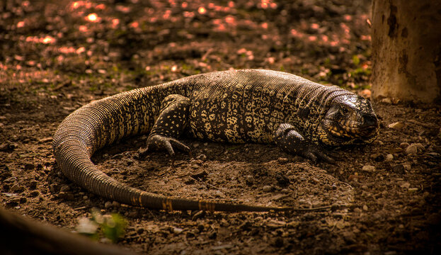 Lizard called lagarto overo, iguana (Salvator merianae) on the floor in El Palmar, Entre R&iacute;os, Argentina. At the afternoon.
