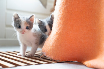 Cute shy little Grey and white young cat or kitten looking at the camera from behind a blanket
