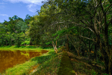 Greenery forest trail by the lakeside at Taman Eko Rimba Terenggun, Kuala Lipis, Pahang, Malaysia. - obrazy, fototapety, plakaty