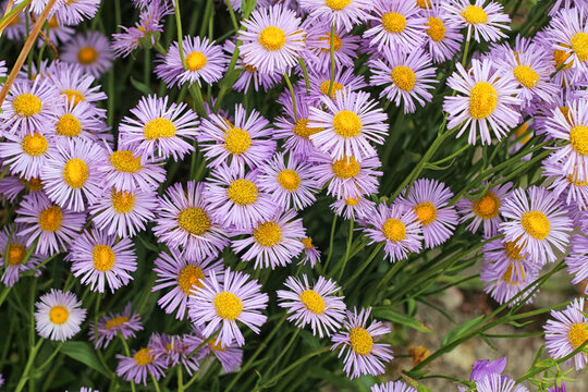 purple chamomile flowers in the garden