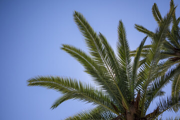 Plakat palm leaves against the sky