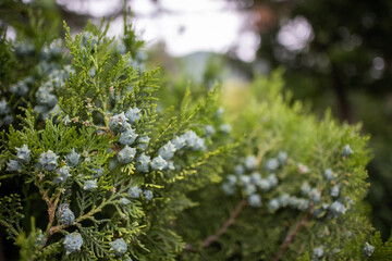 juniper with fruits in daylight