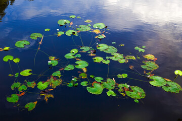 Fototapeta na wymiar Image green lotus leaves in a lake at Taman Eco Rimba Terenggun, Kuala Lipis, Pahang, Malaysia.