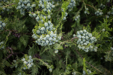 juniper with fruits in daylight