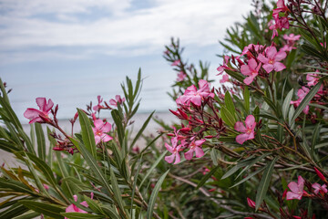 nature pink oleander flowers background