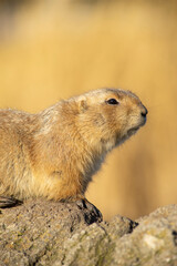 The black-tailed prairie dog, Cynomys ludovicianus, lives in colonies on the American prairies