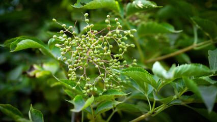 Buds of green spring elderberry, a ripening plant in the garden