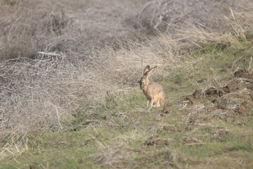 wild bunny in a field