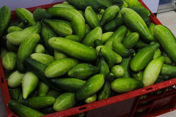 A large group of fresh cucumbers on a red plastic tray container are ready to sell in an Indonesian traditional market. Cucumber background, and agriculture background