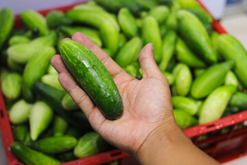 Comparison of good and bad quality cucumbers with defocus abstract background of A large group of fresh cucumbers on a red plastic tray container are ready to sell in an Indonesian traditional market.
