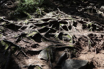 tree roots intertwined on the surface in a mountainous area