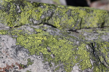 green lichens on large stones