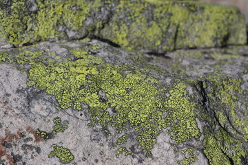 green lichens on large stones