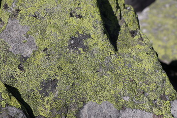 green lichens on large stones