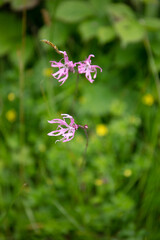 Pink Wildflower of Ragged-Robin ( Silene flos-cuculi ), family Catchflies