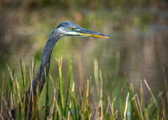 Great Blue Heron in the tall grass along the water in the Shadow Creek Nature Trail in Pearland, Texas!