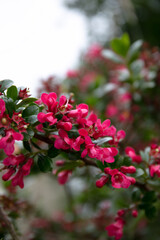 Pink wild flowering plant Redclaws ( Escallonia rubra )